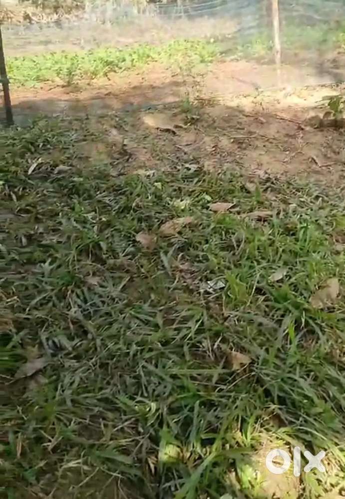 This plot is located in Jamtala(Chandrapur), Laddu Chowmoni.