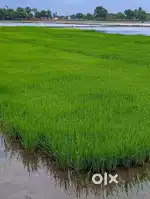 Paddy fields for sale,4 acre