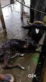 Cow farm job 5 Am to 3pm  only