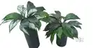 Artificial Plants