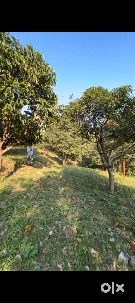 8.5 bigha land  available in kodsi (bhogpur ranipokhri )