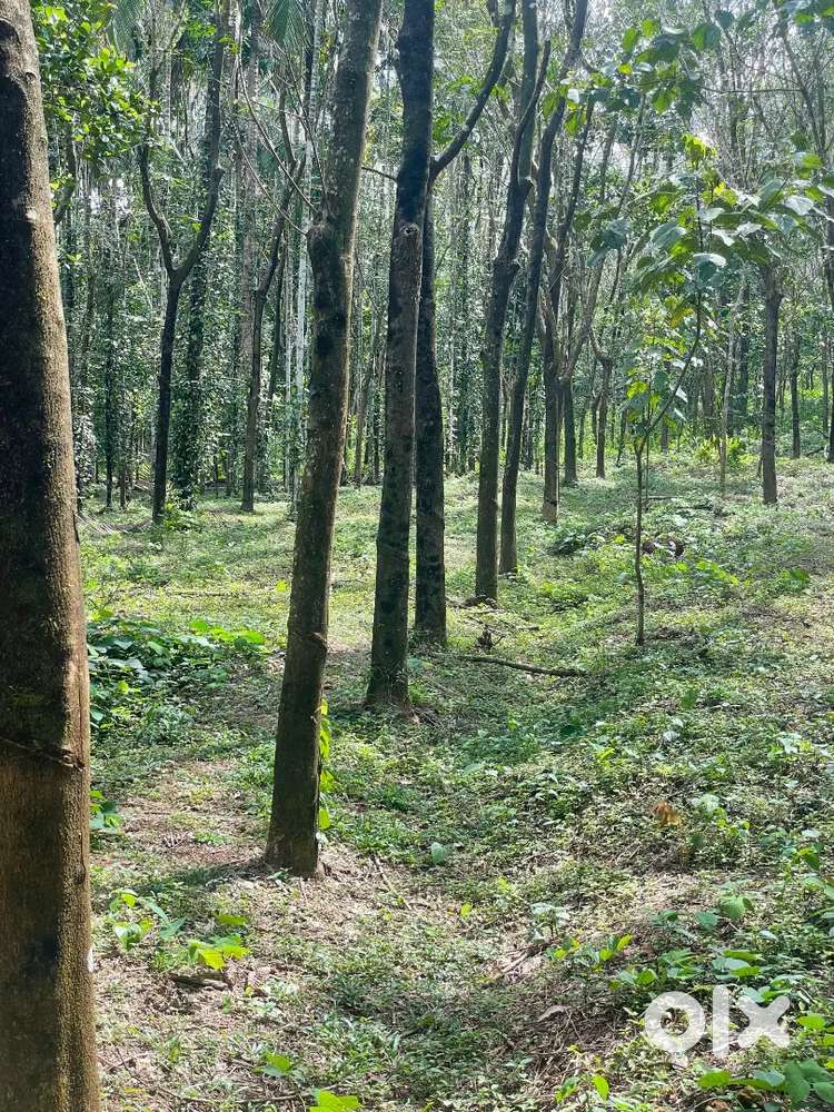 രണ്ട് ഏക്കർതോട്ടം. റബ്ബർ,തെങ്ങ്, കവുങ്ങ്, കുരു മുളക്.