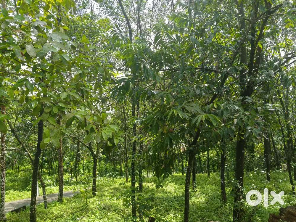 Road side plot, Rubber, anjilli, teak,