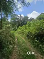2 acres Land at karuvanchal Palakkayam Thattu