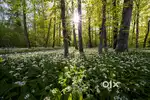 Commercial land
