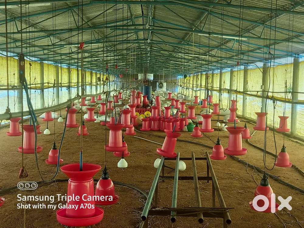 Need Labour for poultry farm