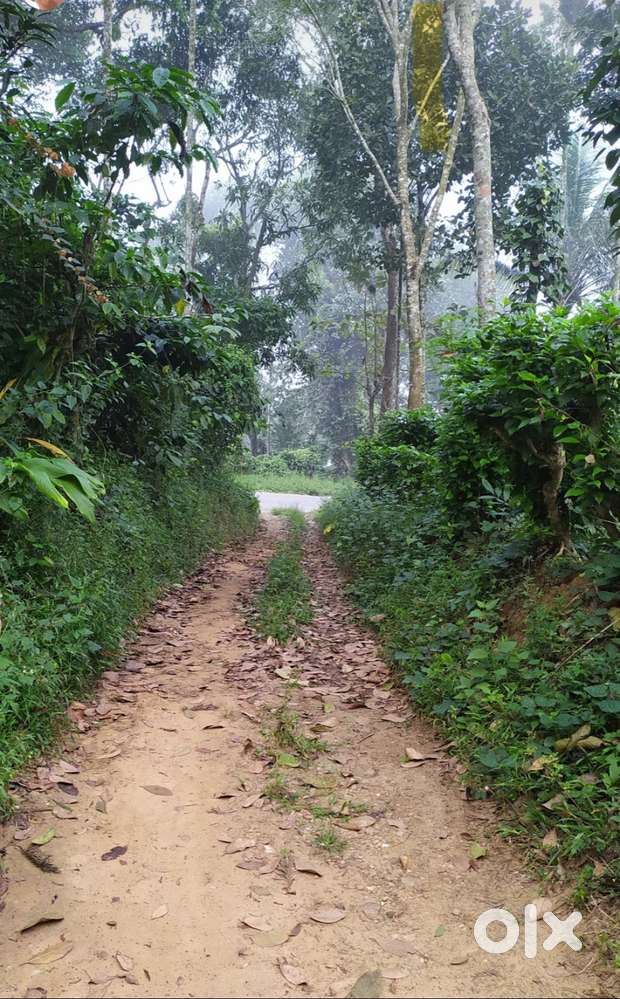 House with 30 Cent Land for Sale – Panamaram, Wayanad