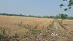 highway se Dusra 5 Biga Khet Moke Ka soda Bade Bypass Aladpur chowki