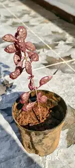 Lalsa plant