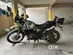 Himalayan in good condition