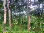 Agricultural Land with Quarters – 11 Acres in Alathoor, Pulpally, Waya