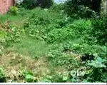 residential plot