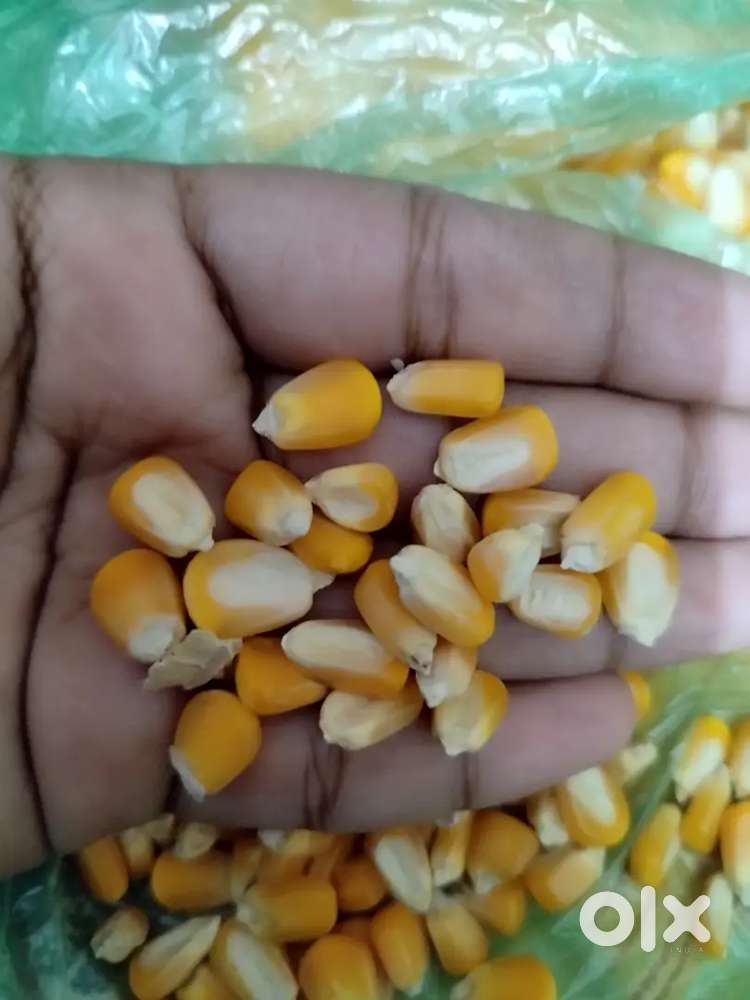 Corn seeds(rs.25 per kg)