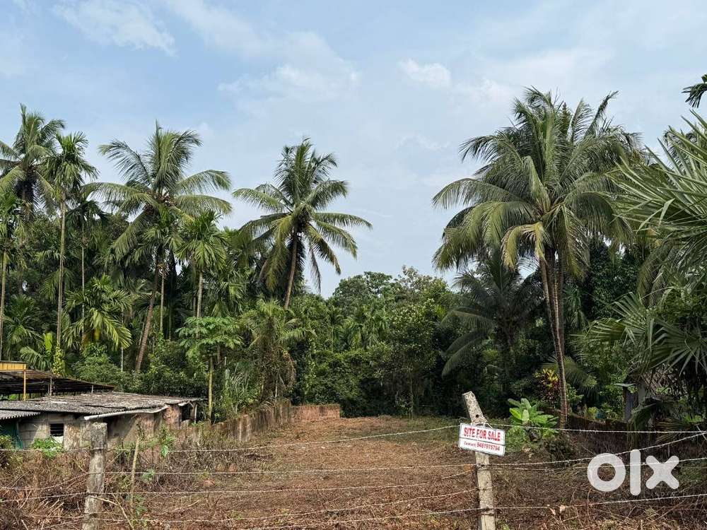 Land for sale in Panemangalore Shediguri