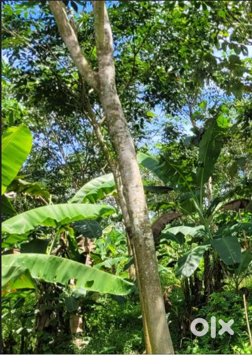 5 Acres Rubber Estate for Sale