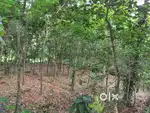 : 30 CENT LAND WITH RUBBER PLANTATION FOR SALE