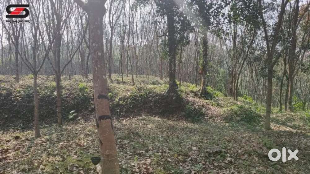 PRIME 30 CENT EAST-FACING PLOT FOR SALE IN TALUK PATHNAPURAM, PUNNALA