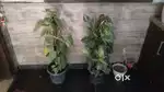 Money Plants A1 Condition