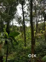 2.40 Acre Rubber Estate For Sale