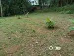 മാള താണ്ണിശ്ശേരിയിൽ  13 സെന്റ്  ഹൗസ് പ്ലോട്ടുകൾ വില്പനക്ക്,
