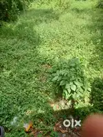 Palluruthy-Edakochi. Main Road. 8cent. Plot