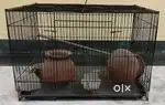 Bird  Cage