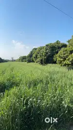 6 bigha zameen Rampur Chakulwa m bikau h