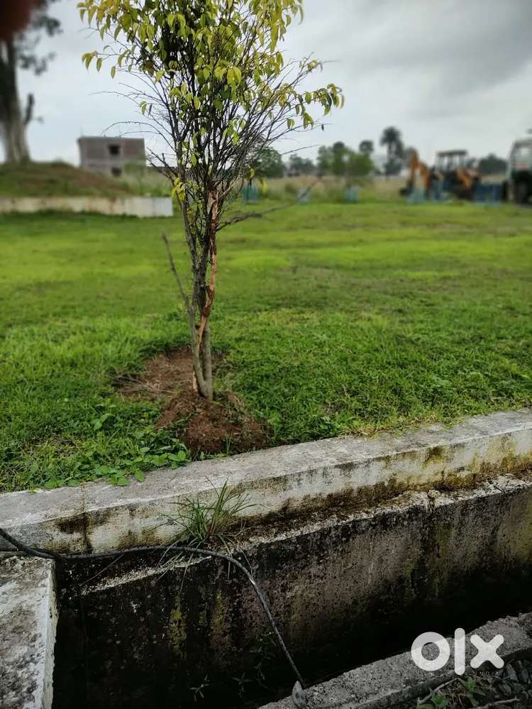 Own ship plot adda noc