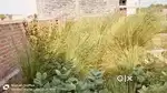 Mirzapur v