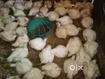 Chicken shop cutting master, helpers