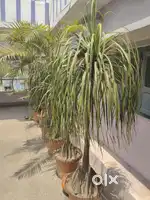 Palm trees
