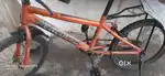 Hercules Street cat cycle