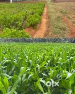 Land / Agricultural land