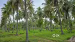 Best Investment Farmland