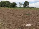 Fram house plot only 18.25 lac(100/100, 1111Gaj.) mathania, jodhpur
