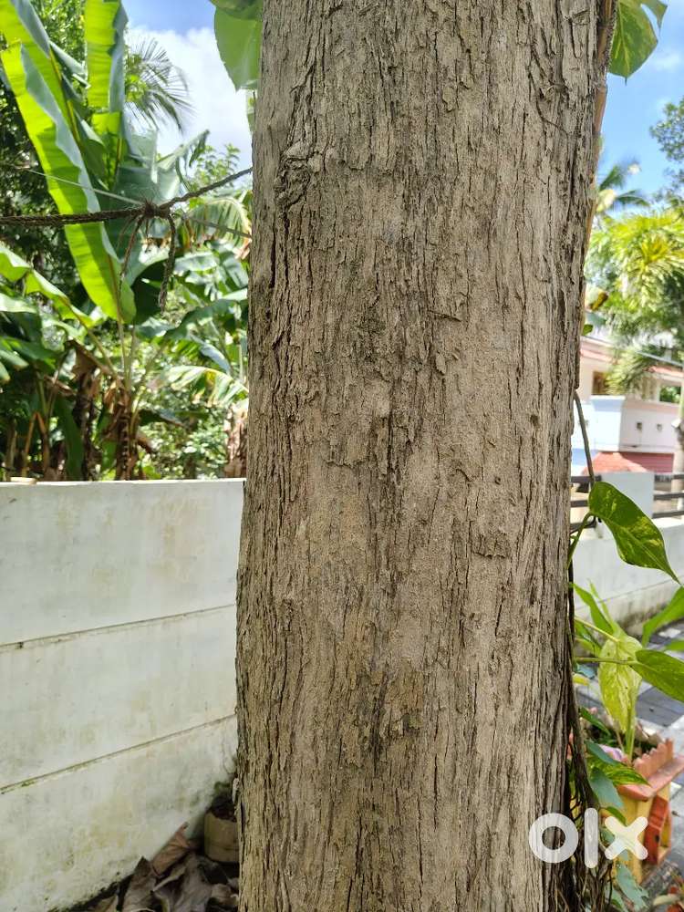 Teak wood kerala