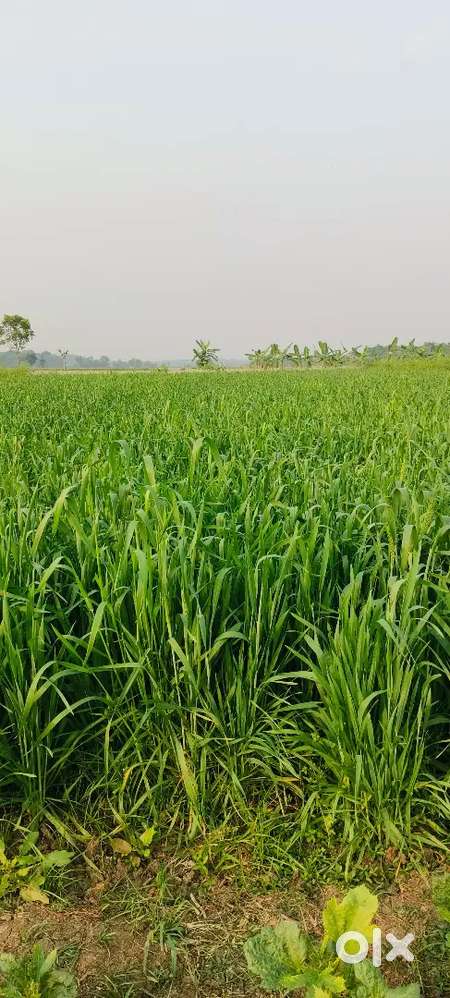 একই দাগে চার বিঘা জমি বিক্রি হবে