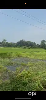 3 Bigha roadside Land for urgent sale 17 Lac/ Katha