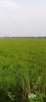 Plots sell