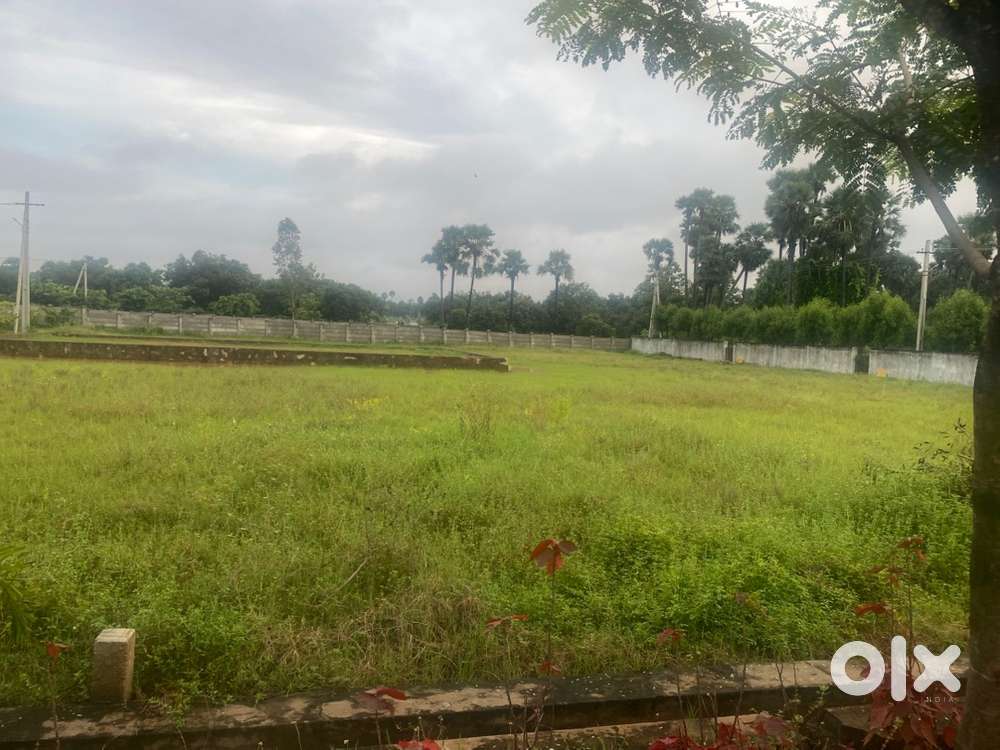 Clubhouse swimmingpool Palnts