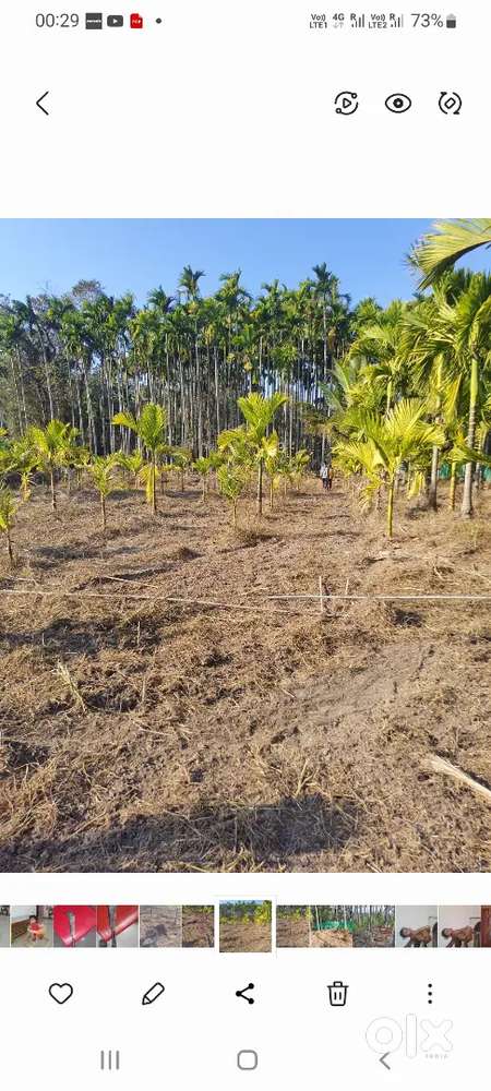 Want to purchase 1 Acre Areca land