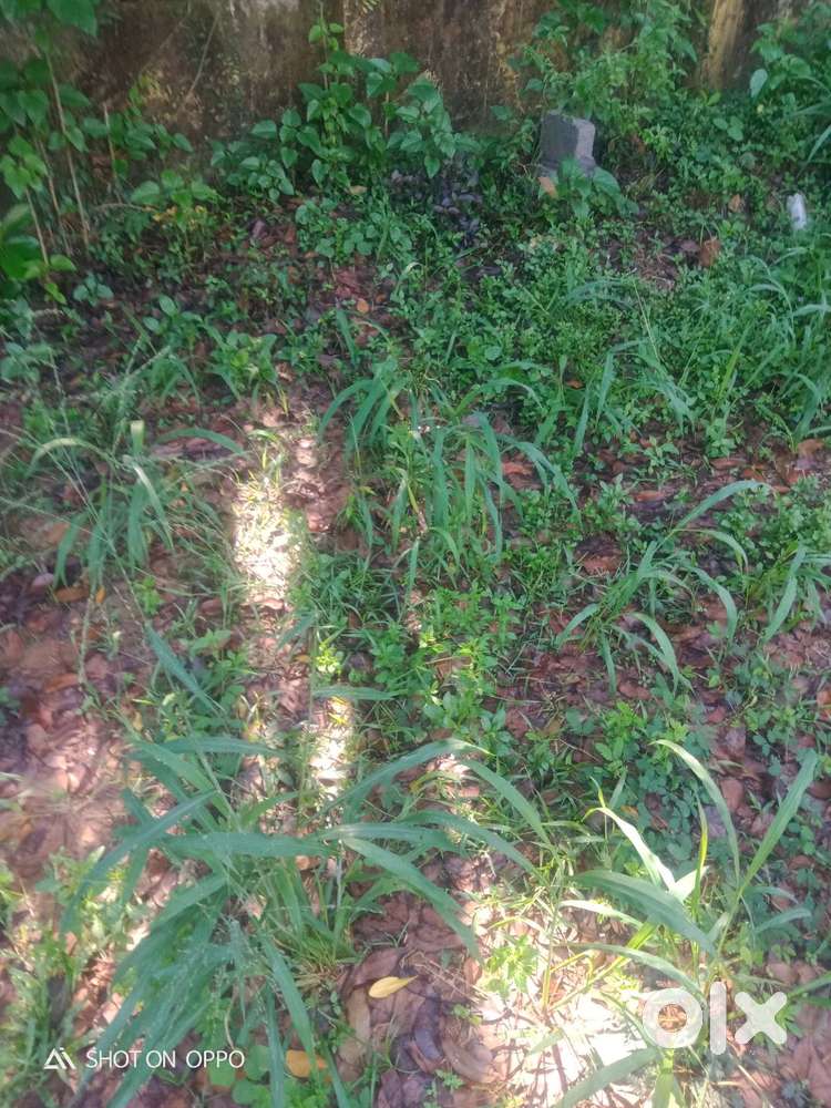 5cent or10 cent for sail