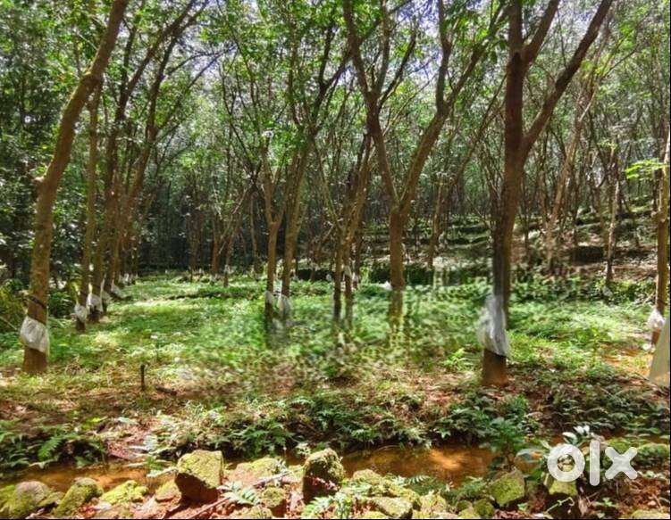 2 Acres Flood-Free Land for Sale  Kottappady, Ernakulam