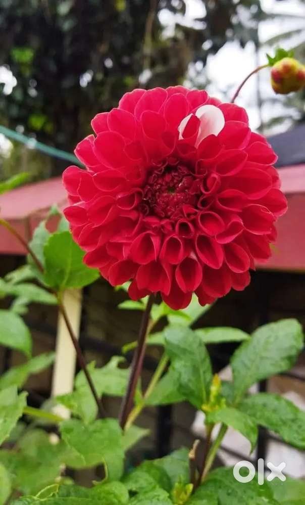 Sreejith. P nair cherthala