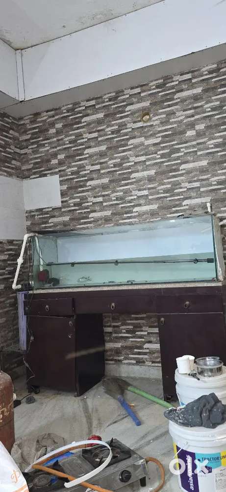 Fish tank fish acuriam