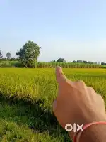 3 bigha land for sale in Dhampur on kashipur highway