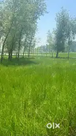 Land for sale at bemina hamdaniya colony rate@per marla