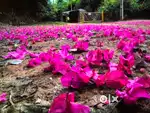 Plot for sale in Auroville near Red Earth Riding school