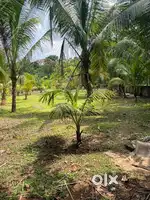 2.43 acre Land for sale at kurichy , chenganacherry.