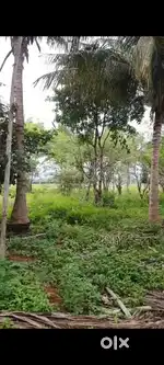 1.65 acres Agricultural land with poultry farm